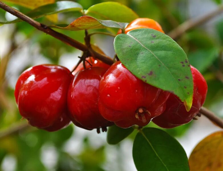 Florida Cherry