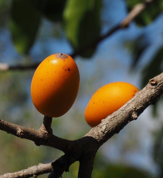 False Mastic Fruit