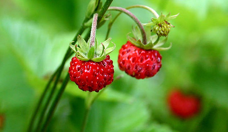 Forest Strawberries