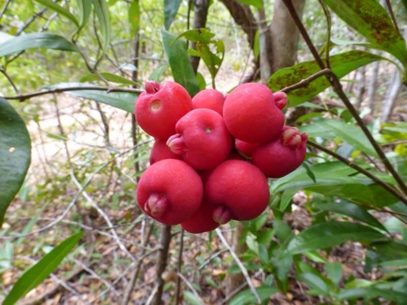 Fibrous Satinash Fruit