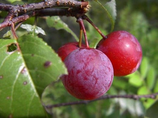 Flatwoods Plum