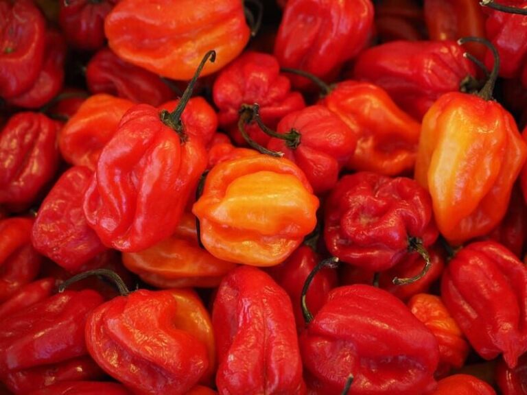 How To Dry Habanero Peppers