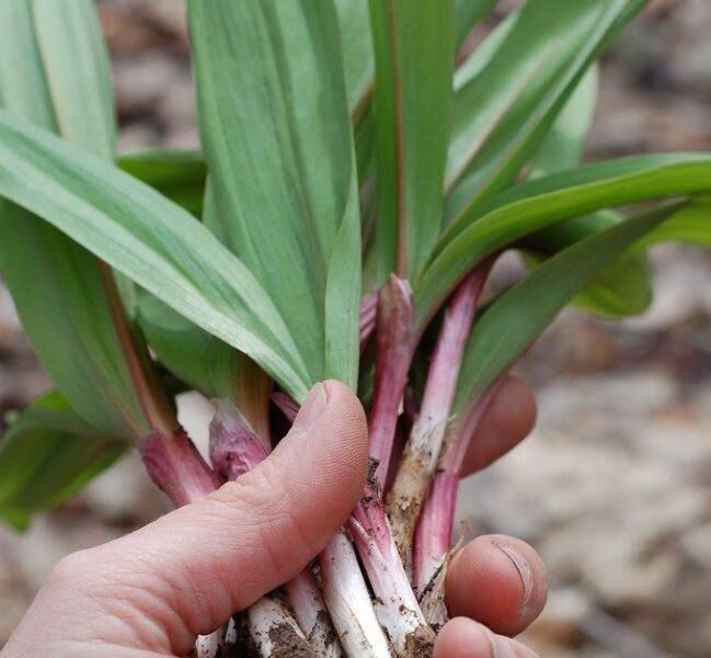 Wild Ramps