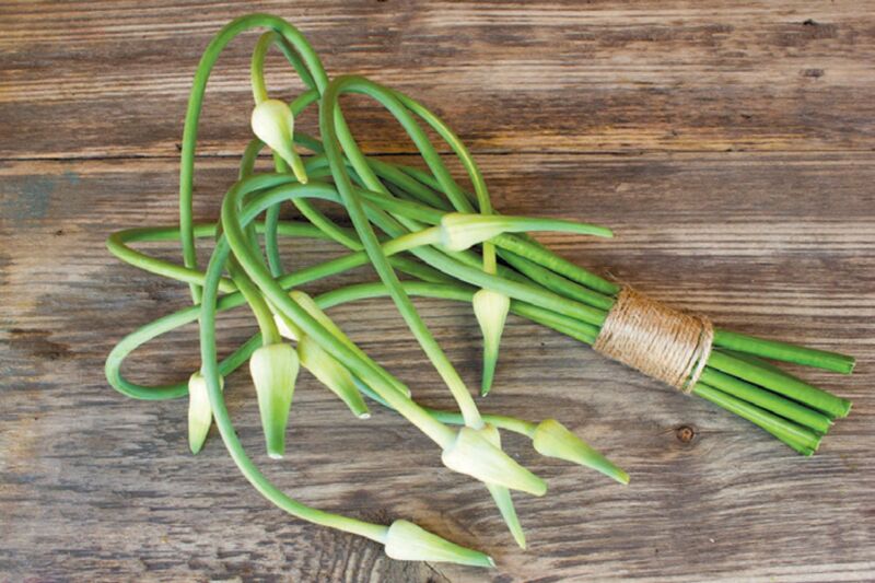 Garlic Scapes