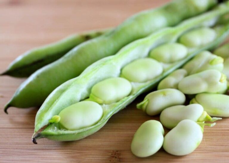 The 7 Best Substitutes for Fava Beans