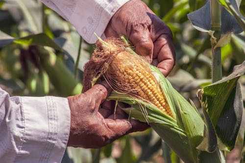 Sweet Corn vs. Field Corn Ear Production