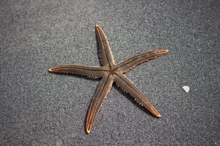 Can You Eat Starfish