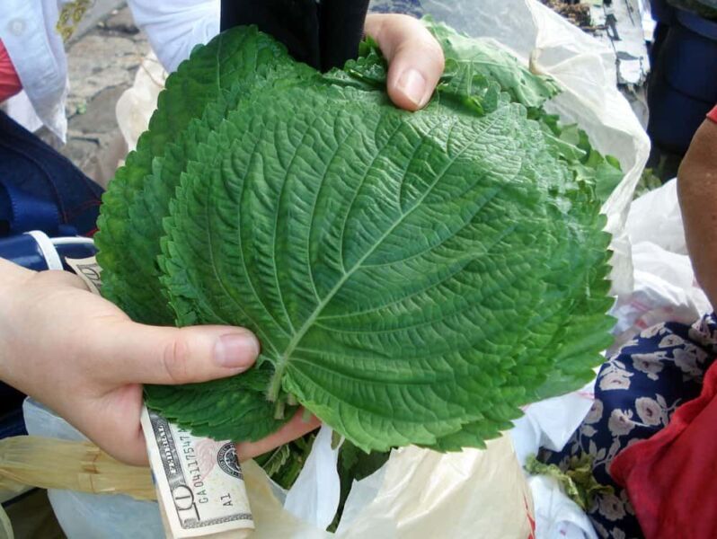 What Is Perilla Leaf