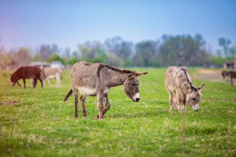 Why Donkey Milk Is So Expensive?