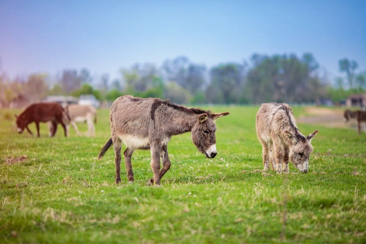 Why Donkey Milk Is So Expensive?