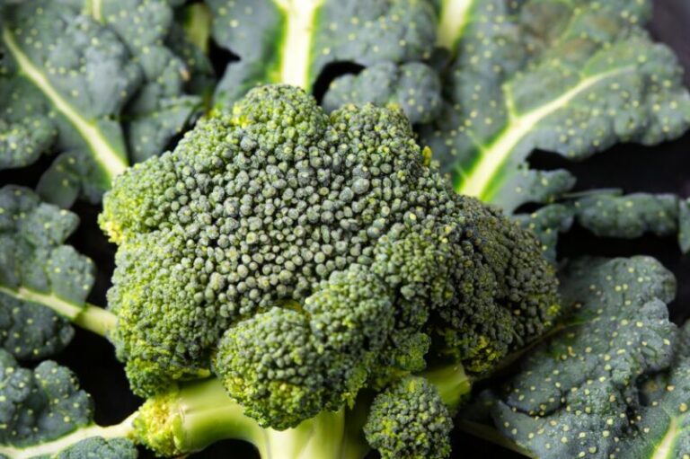 Are Black Spots on Broccoli Stems Safe to Eat