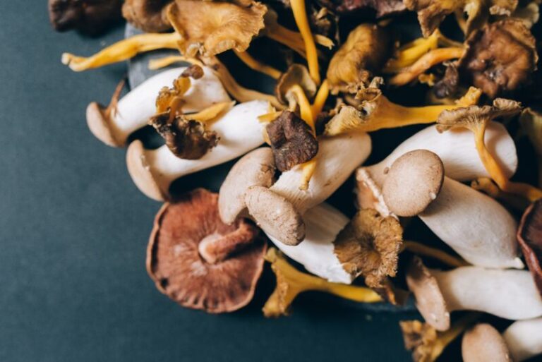 Shelf Life of Dried Mushrooms