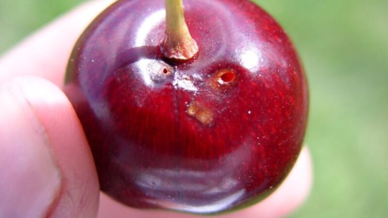 Soaking Cherries to Remove Worms