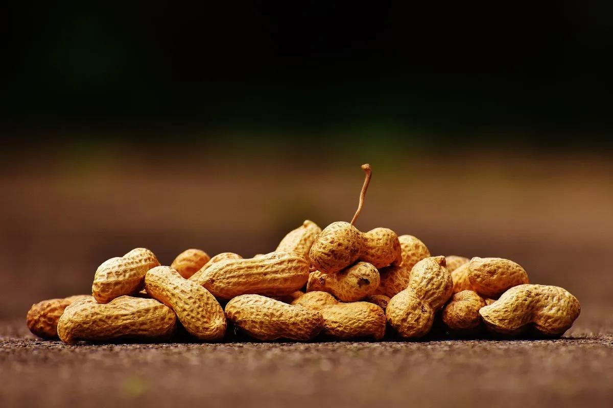 What Happens if You Eat Spoiled Boiled Peanuts